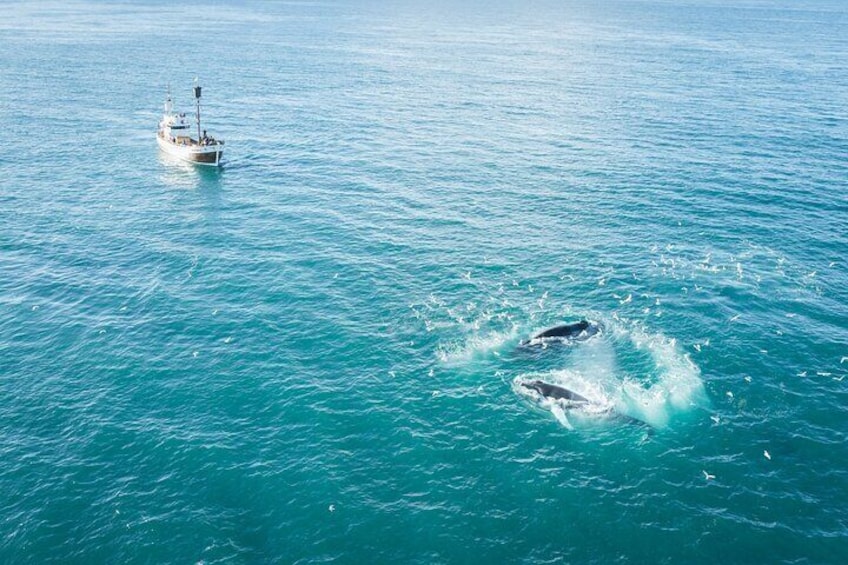 Wooden oak boat next to humpback whales