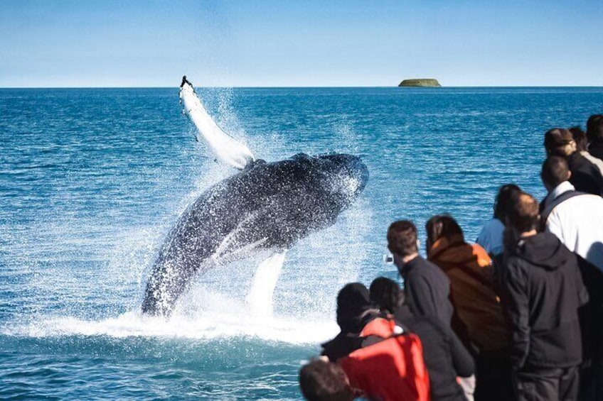 Passengers watching a breaching humpback whale