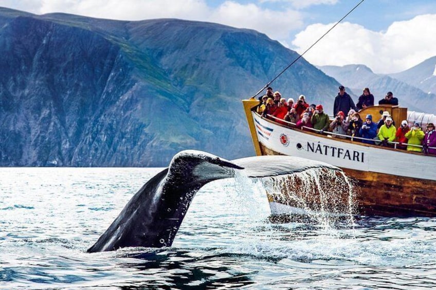 Whale watching with North Sailing