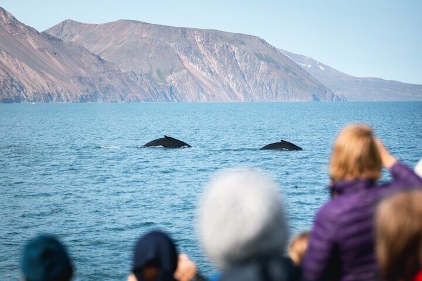 Two humpback whales diving