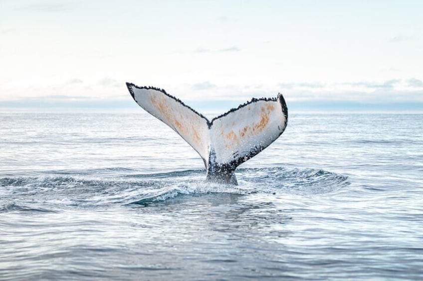 Humpback whale diving