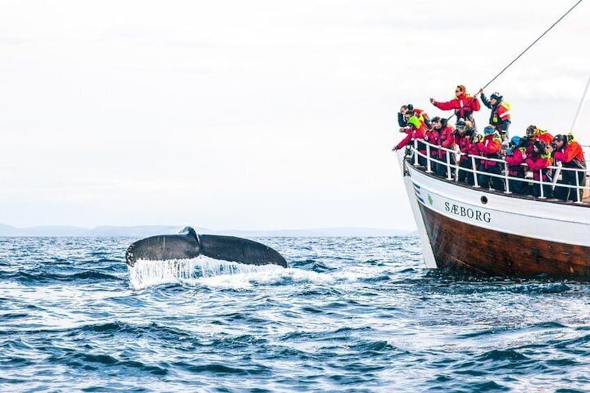 Hello humpback!