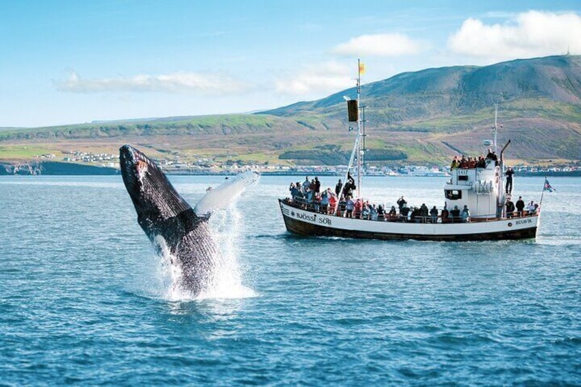 Breaching whale in front of the boat