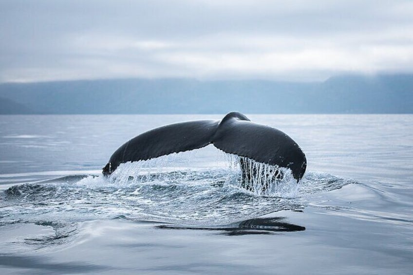Humpback whale diving