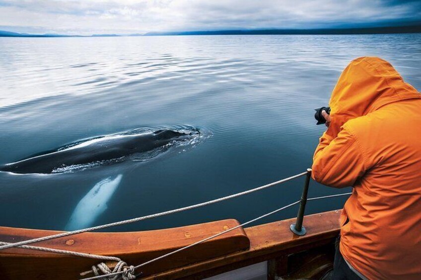 Close encounter with a whale