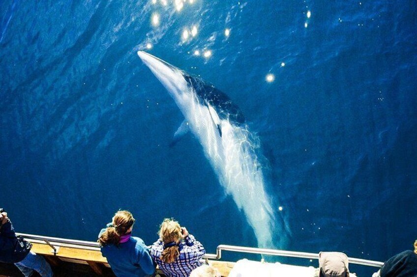 Minke whale sunbathing
