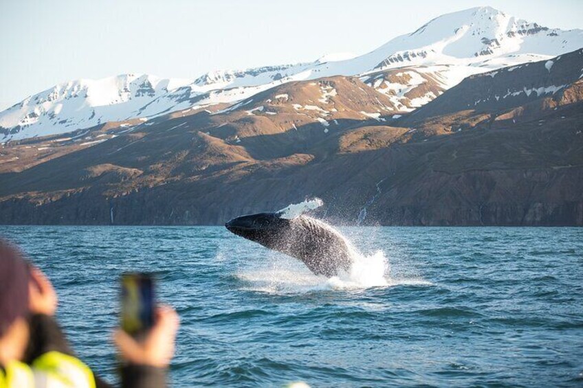 Humpback whale breaching