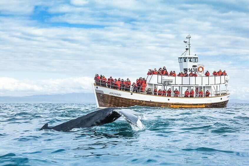 Humpback whale in front of the electric boat Andvari