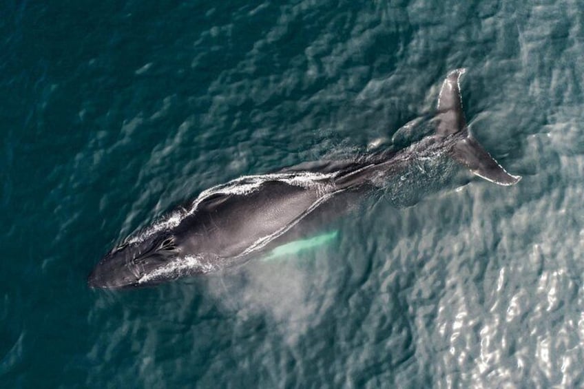 Humpback whale