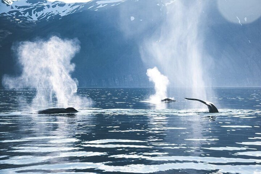 Three humpback whales