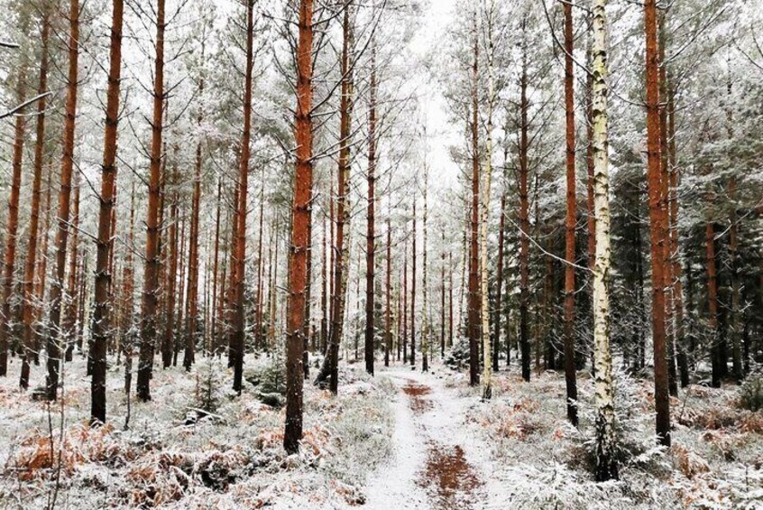 Hiking 1 day Stockholm nature winter tour