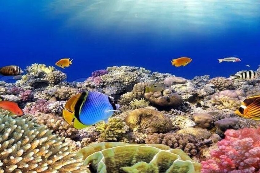 Dolphin House Royal VIP Snorkeling Sea Trip & Water Sports - Hurghada