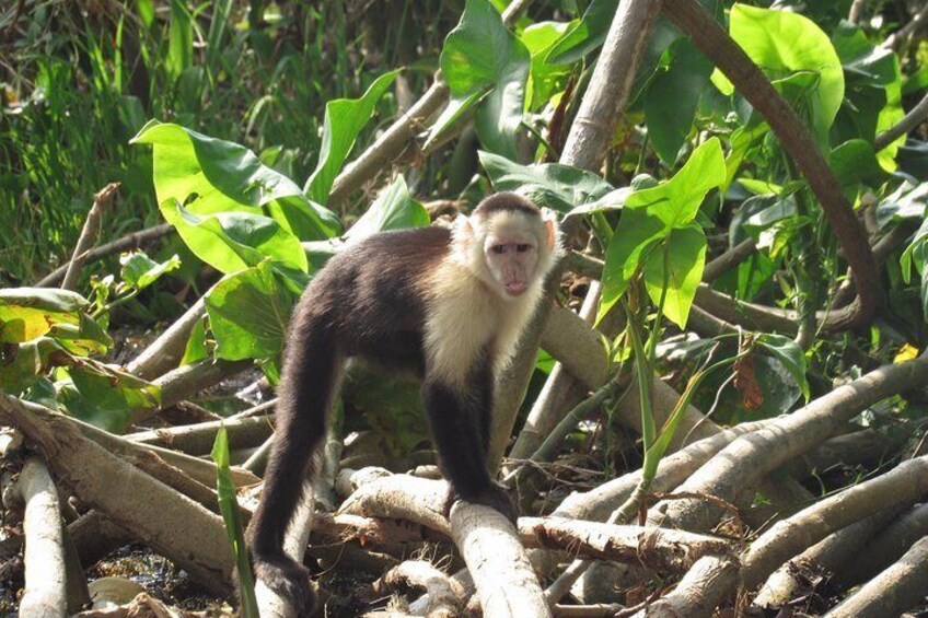 monkey island tour panama