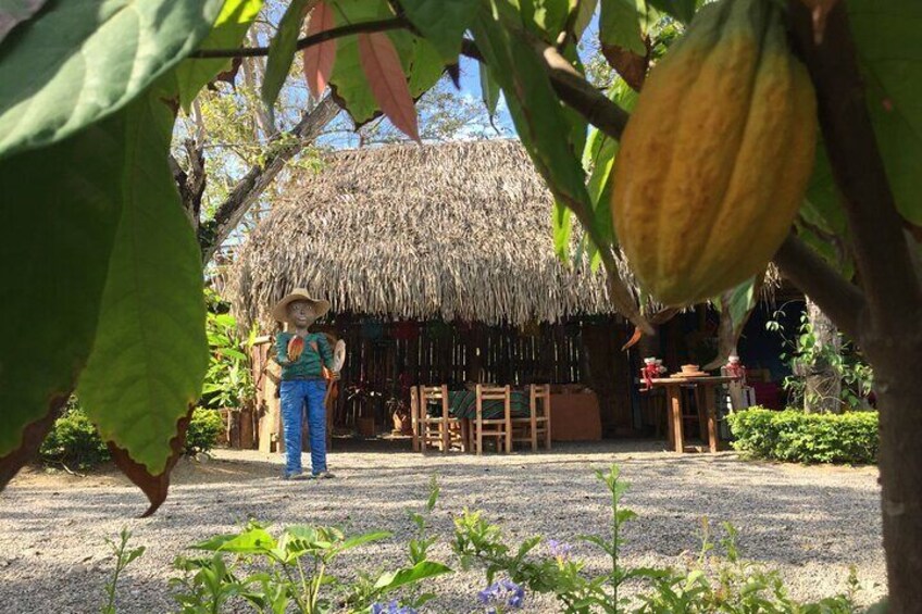 Chocolate Tour in Vallarta