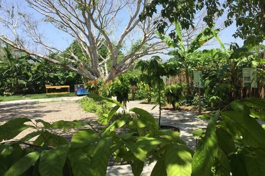 Chocolate Tour in Vallarta