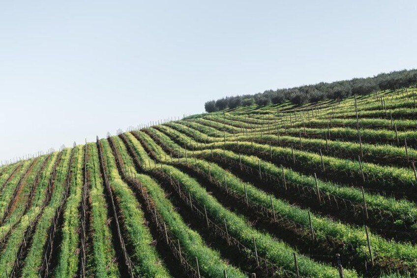 Wine & Tapas tour by Electric Bike including Ronda pickup (full day)