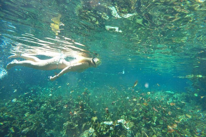 Snorkel in open cenotes