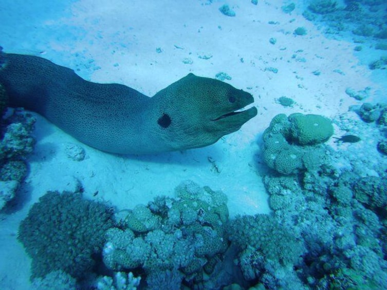 Full Day Dolphin House Satayeh Reef Snorkeling Sea Trip - Marsa Alam