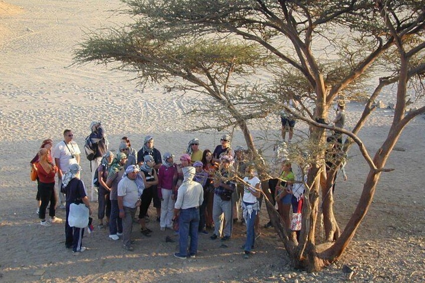 3 Hours Safari Afternoon By ATV Quad & Camel Ride - Marsa Alam