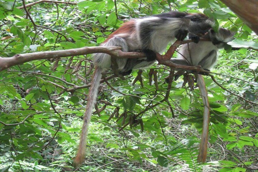 Josani Forest & Dolphin Tour Snorkeling Sea trip Hals Day - Zanzibar