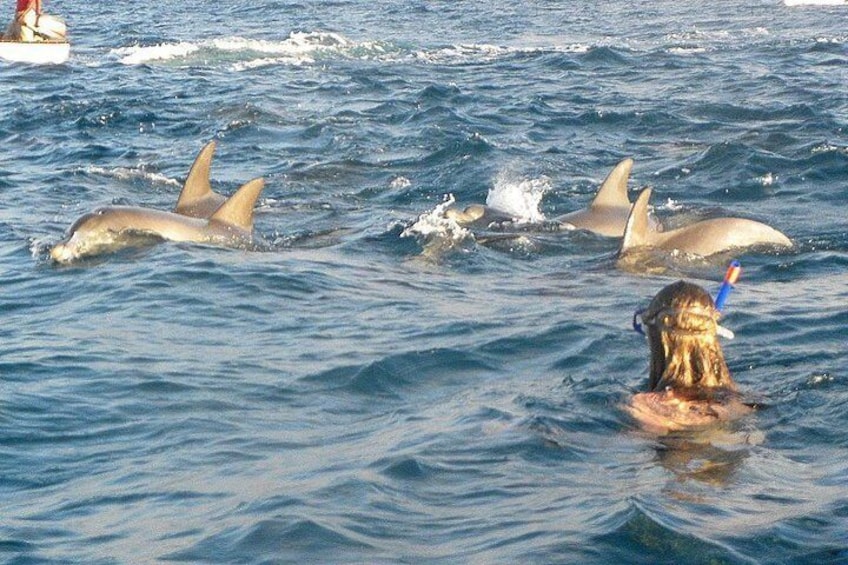Josani Forest & Dolphin Tour Snorkeling Sea trip Hals Day - Zanzibar
