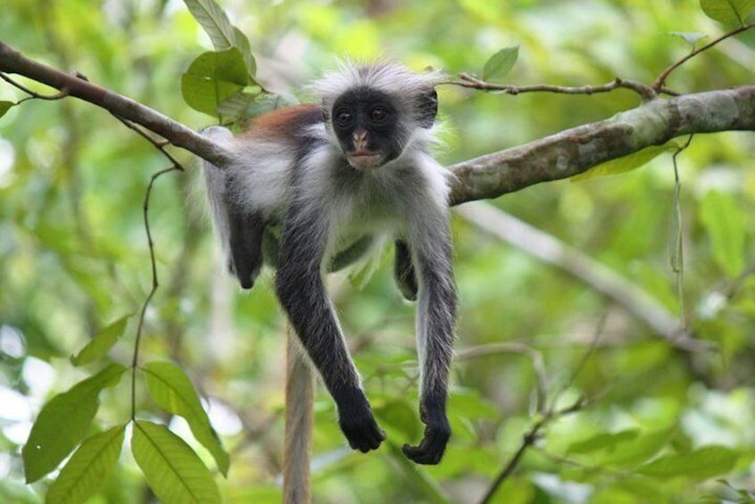 Josani Forest & Dolphin Tour Snorkeling Sea trip Hals Day - Zanzibar