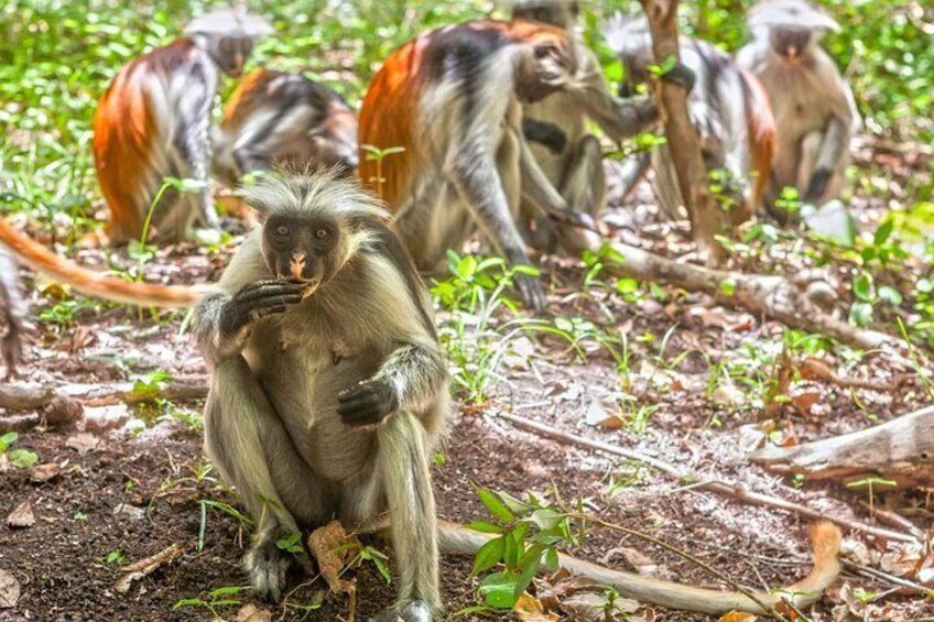 Josani Forest & Dolphin Tour Snorkeling Sea trip Hals Day - Zanzibar