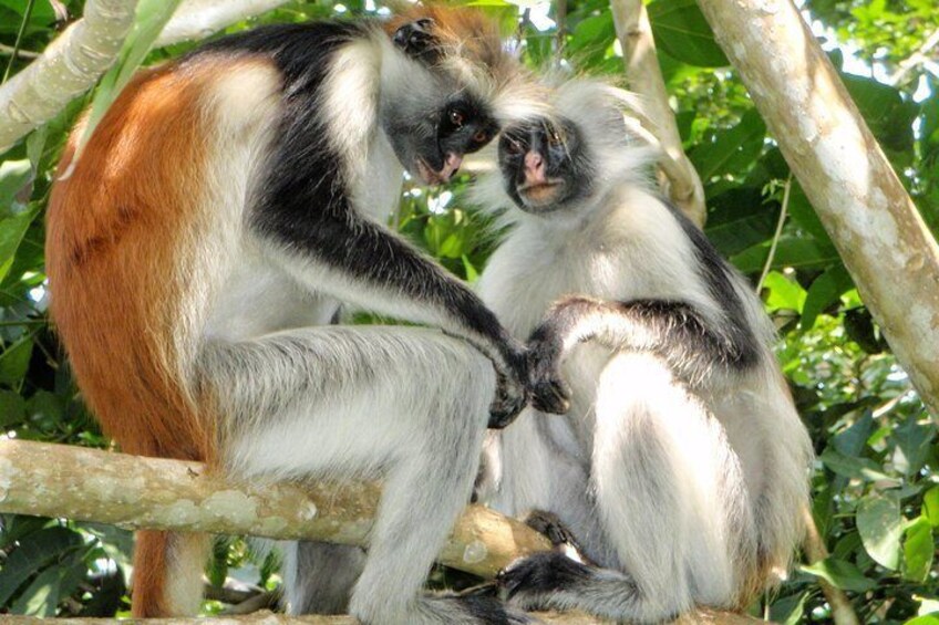 Josani Forest & Dolphin Tour Snorkeling Sea trip Hals Day - Zanzibar