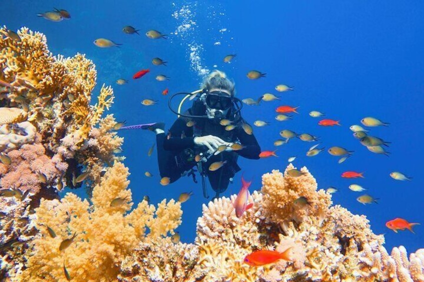 Scuba Diving Full Day Boat Trip for beginners With Lunch & Transfer – Hurghada