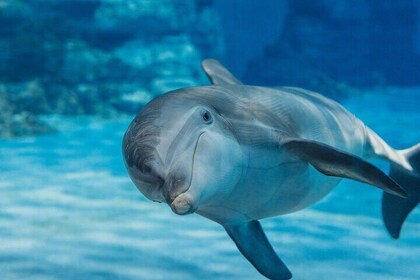 Nadar con delfines, esnórquel VIP, viaje por el mar con almuerzo y traslado...