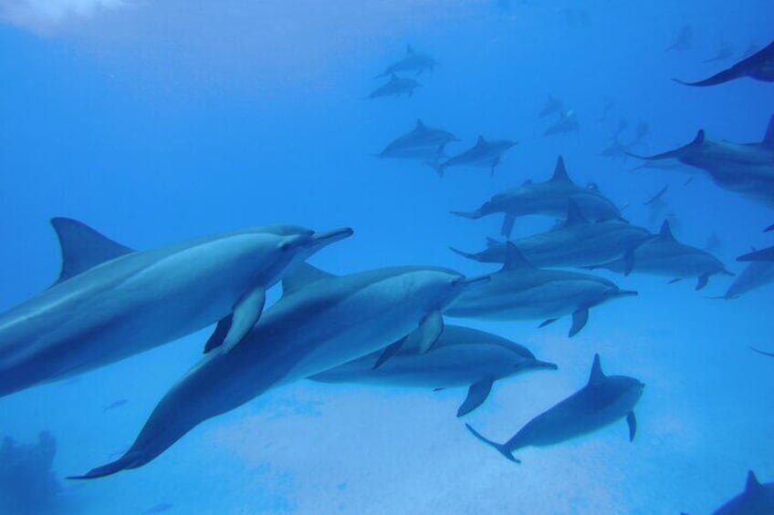 Watching Dolphin VIP Snorkeling Sea Trip With Sea Food and Body massage-Hurghada