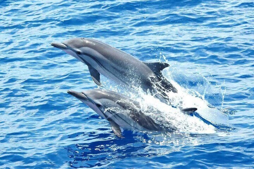 Swimming with Dolphin VIP Snorkeling Sea Trip With Lunch and Transfer - Hurghada