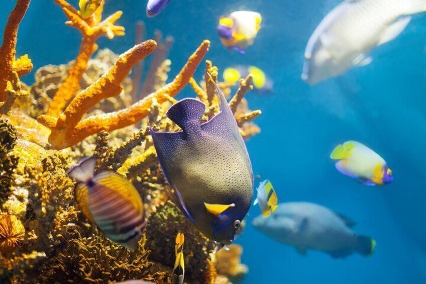 Watching Dolphin VIP Snorkeling Sea Trip - Hurghada