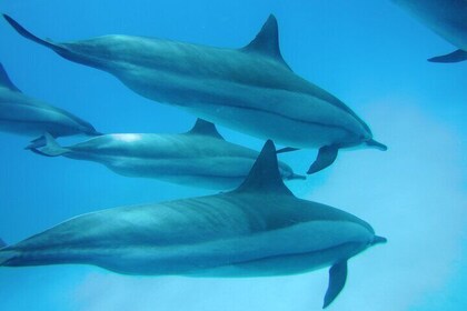Swimming with Dolphin VIP Snorkelling Sea Trip With Lunch and Transfer - Hu...
