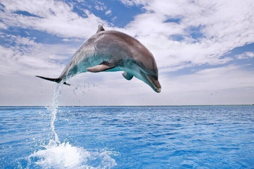 Swimming with Dolphin VIP Snorkeling Sea Trip With Lunch and Transfer - Hurghada