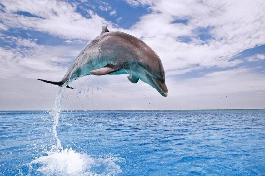Swimming with Dolphin VIP Snorkeling Sea Trip With Lunch and Transfer - Hurghada