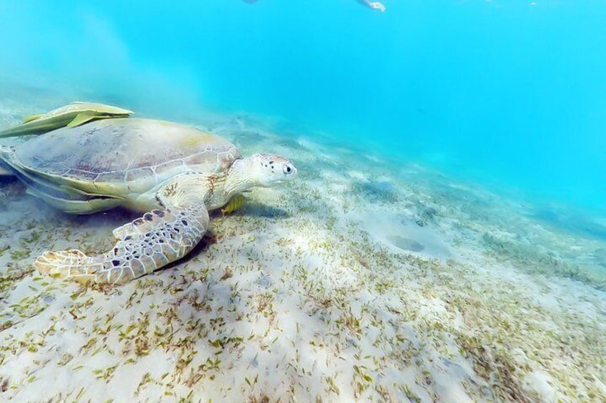 Watching Dolphin VIP Snorkeling Sea Trip - Hurghada