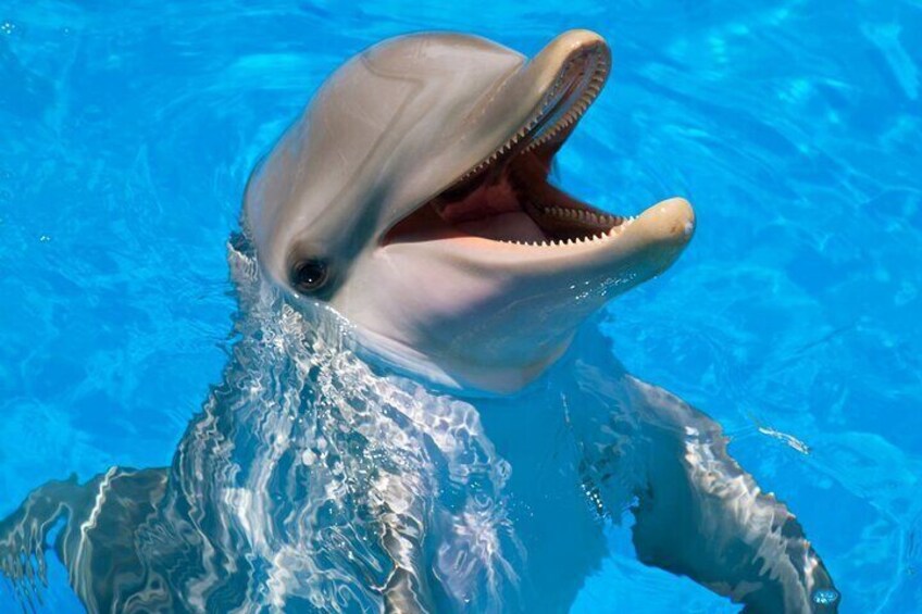 Swimming with Dolphin VIP Snorkeling Sea Trip With Lunch and Transfer - Hurghada