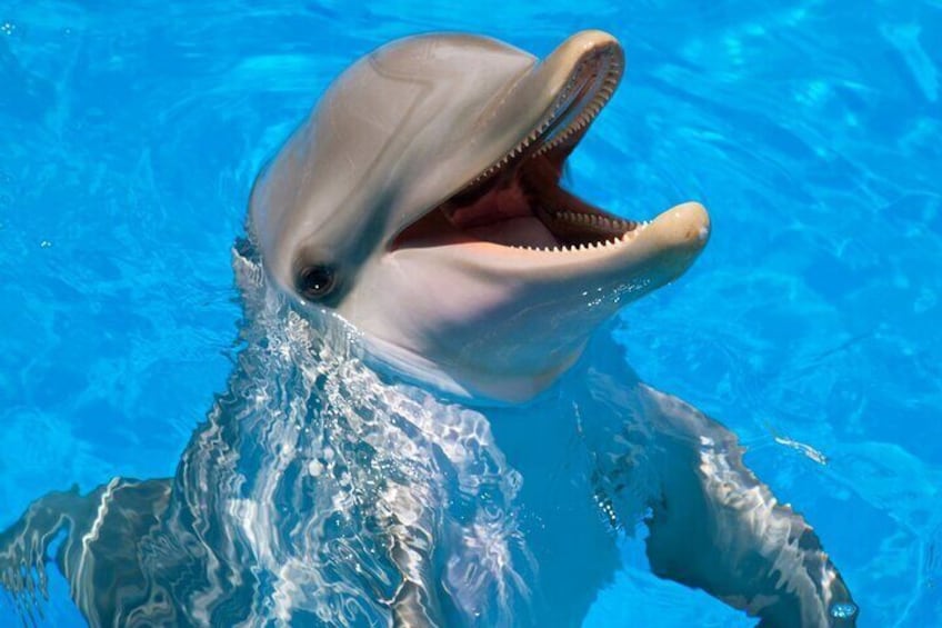Swimming with Dolphin VIP Snorkeling Sea Trip With Lunch and Transfer - Hurghada