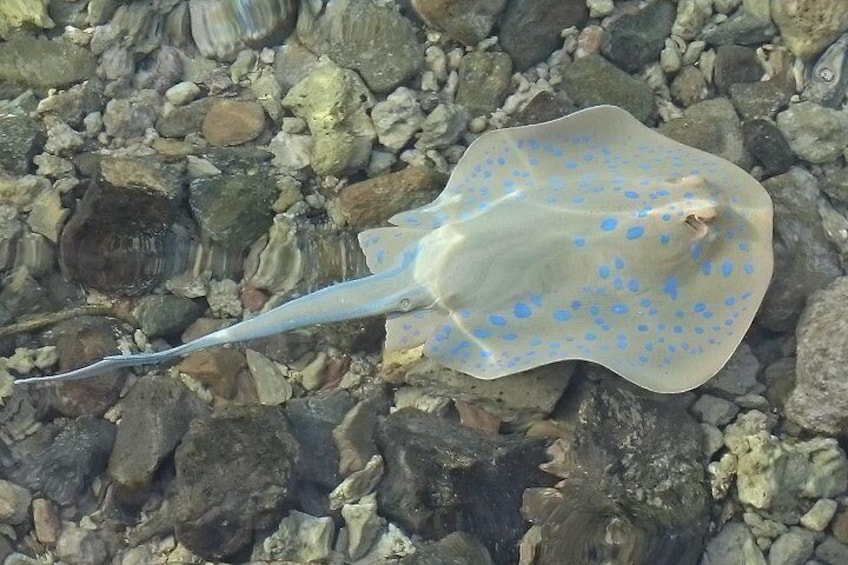 Watching Dolphin VIP Snorkeling Sea Trip - Hurghada