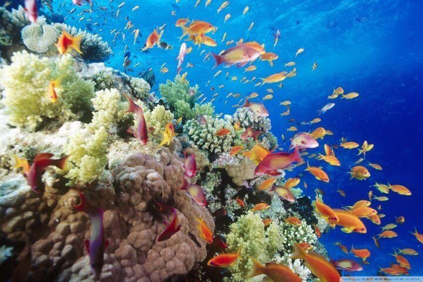 Full Day Marsa Mubarak Snorkeling Sea Trip & Lunch – Marsa Alam