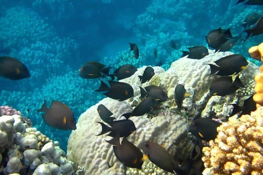 Full Day Marsa Mubarak Snorkeling Sea Trip & Lunch – Marsa Alam