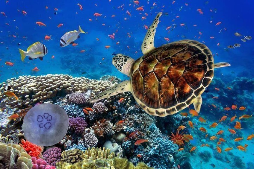 Full Day Marsa Mubarak Snorkeling Sea Trip & Lunch With Transfer – Marsa Alam