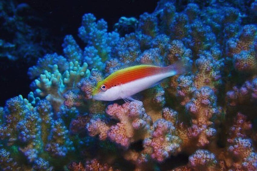 Full Day Marsa Mubarak Snorkeling Sea Trip & Lunch – Marsa Alam