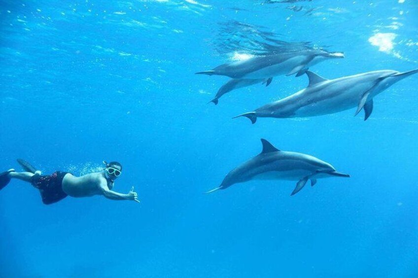 Special Dolphin House Royal VIP Snorkeling Sea Trip - Hurghada