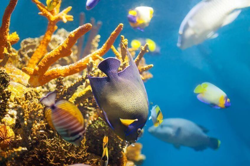 Special Dolphin House Royal VIP Snorkeling Sea Trip - Hurghada