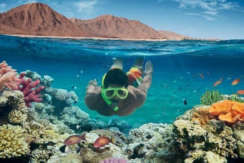 Special Dolphin House Royal VIP Snorkeling Sea Trip - Hurghada