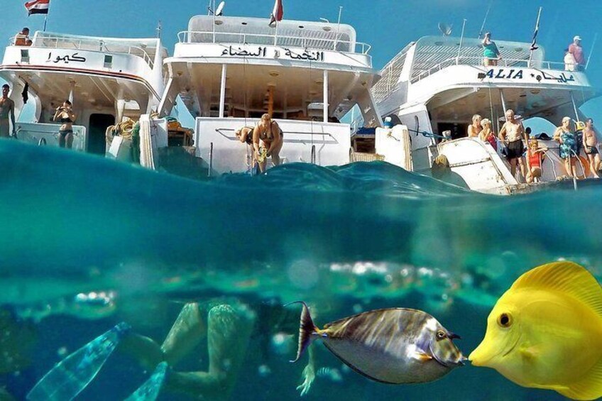 Special Dolphin House Royal VIP Snorkeling Sea Trip - Hurghada