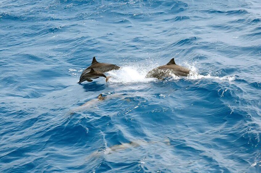 Special Dolphin House Royal VIP Snorkeling Sea Trip - Hurghada
