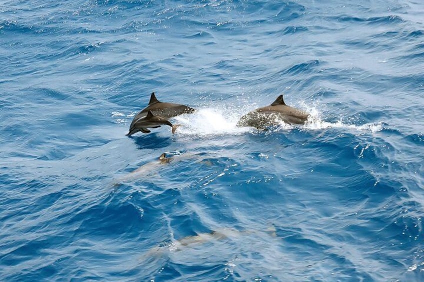 Special Dolphin House Royal VIP Snorkeling Sea Trip - Hurghada